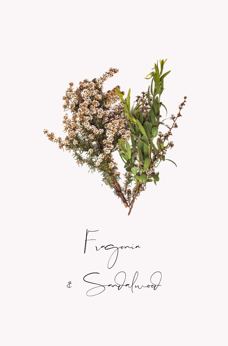 Fragonia und Sandelholz als natürliche Wirkstoffe von BONDI WASH