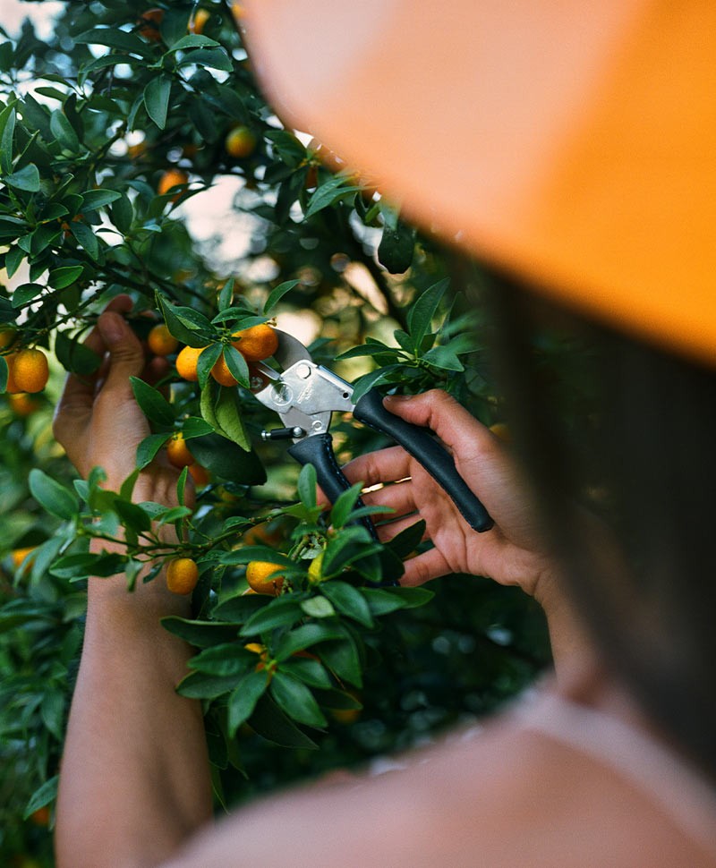 Eine Frau schneidet einen Obstbaum mit einer Gartenschere von Chop Chop Bloom
