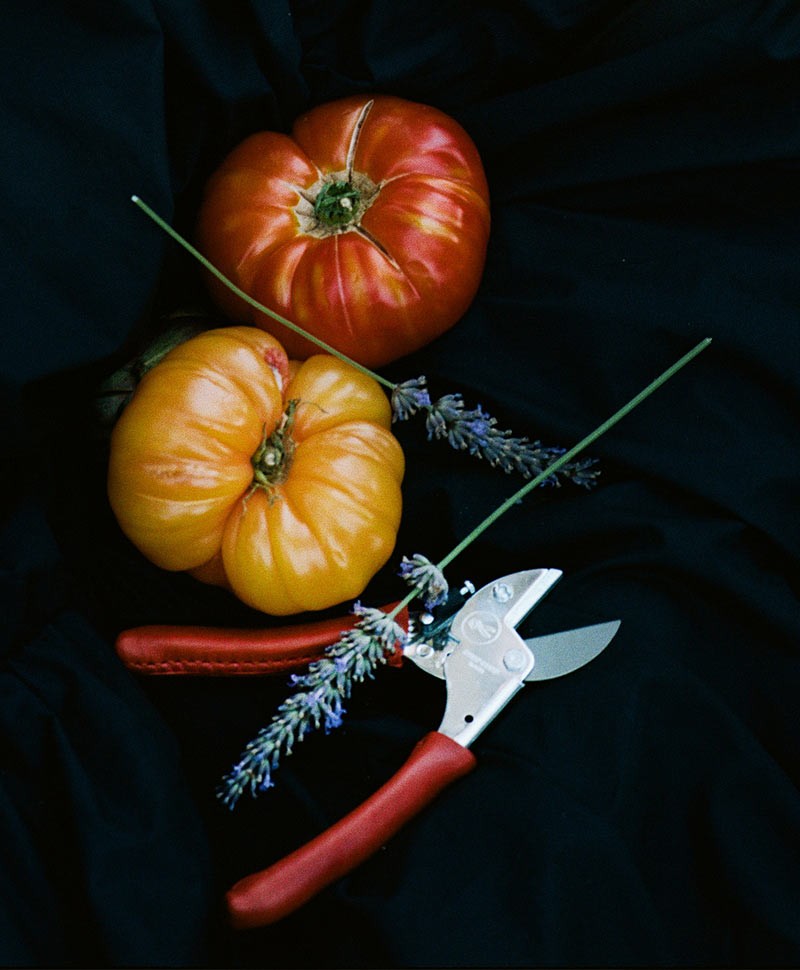 Eine Gartenschere von Chop Chop Bloom liegt neben einer gelben und einer roten Tomate