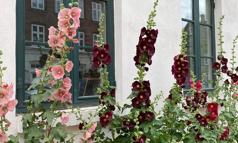 Hier sehen Sie ein Foto aus Kopenhagen das ein Haus zeigt vor dem Blumen wachsen