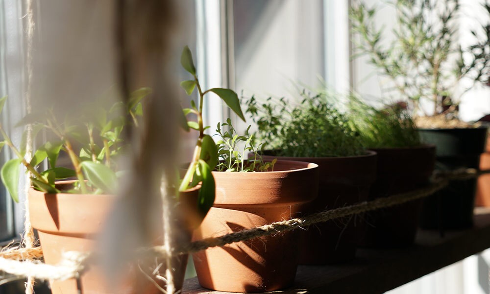 Tontöpfe mit Pflanzen stehen an einem Fensterbrett