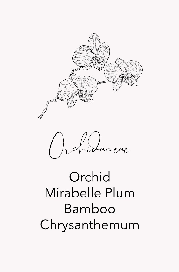 Zenology Duftrichtung Orchidacaea