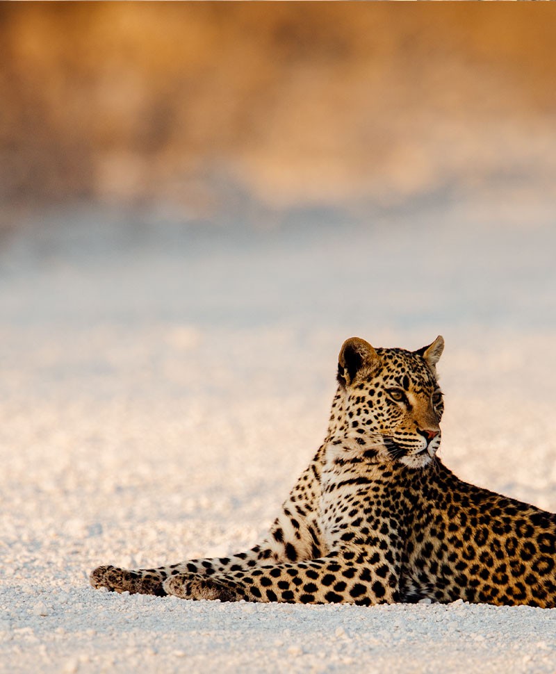 Fotografie eines Leoparden