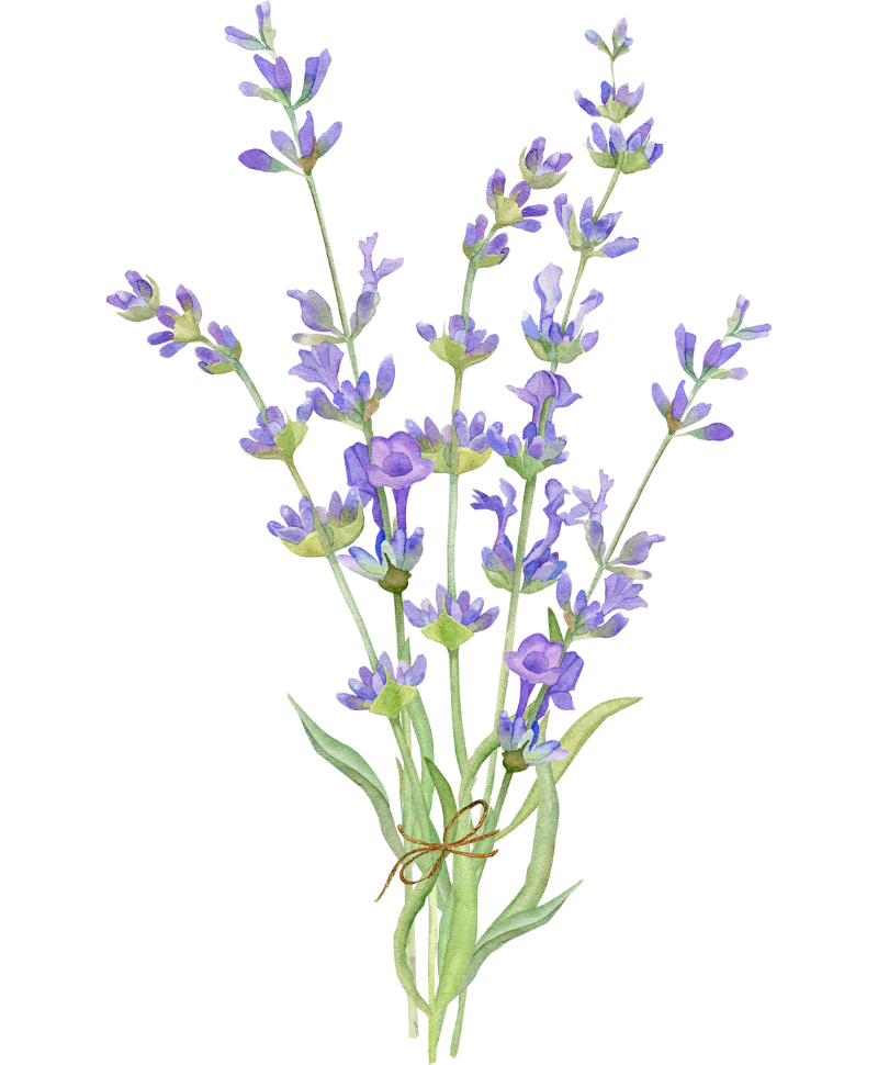 Illustration einer Lavendelpflanze