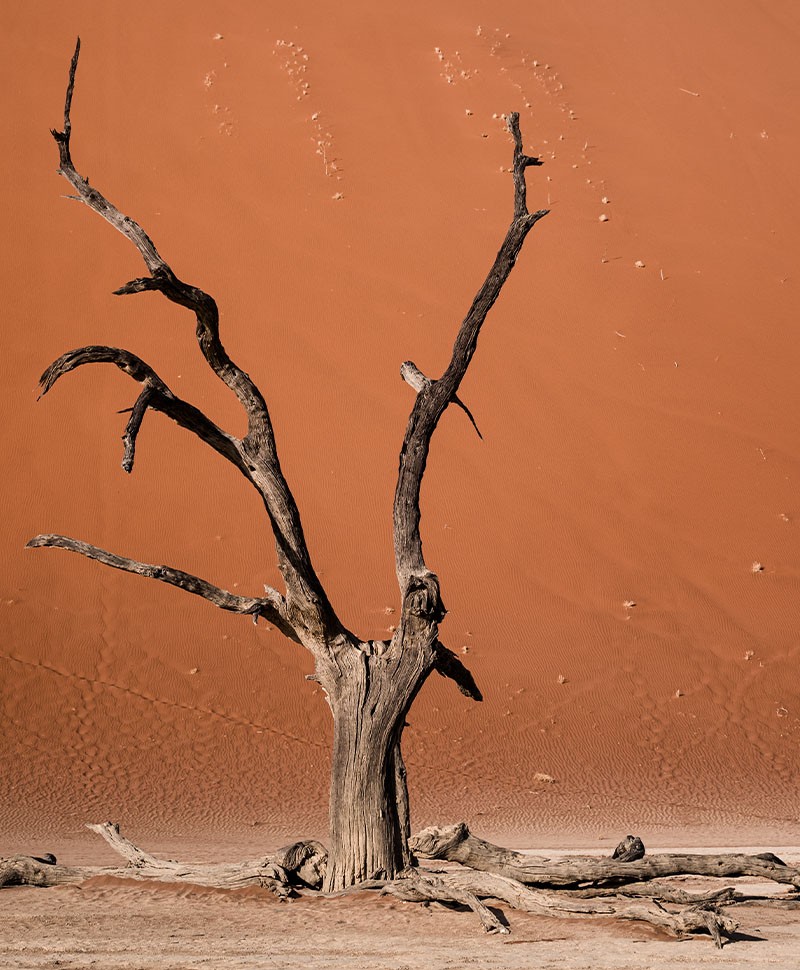 Foto eines kargen Baumes in der Steppe Namibias