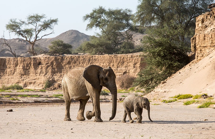 Bild zweier Elefanten im Etosha Nationalpark